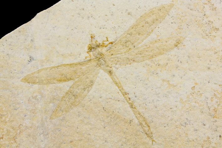 Fossil Dragonfly (Cymatophlebia?) - Solnhofen Limestone #169835